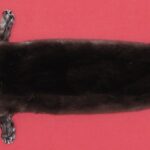 BUY TANNED FURS : OTTER - TAXIDERMY QUALITY