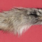 WOLF-TAIL