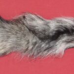 TANNED FURS : WOLF – TAIL