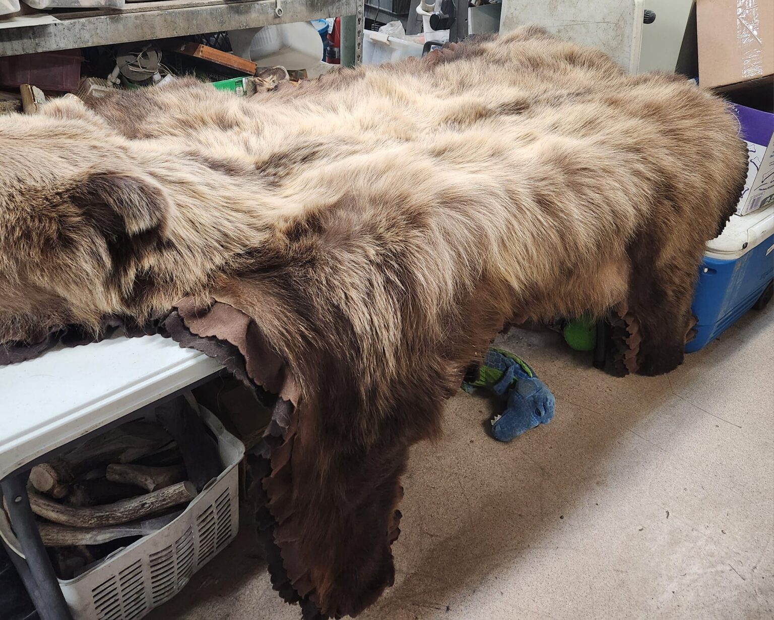 Original Grumpy Bear Rug BUY GRIZZLY BEAR RUG - FELLA FURS