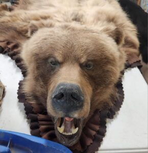 Grizzly bear rug