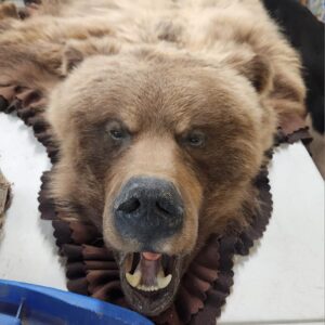 Grizzly bear rug