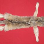 WOLF PELT
