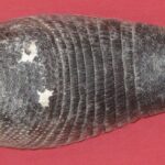 ARMADILLO
