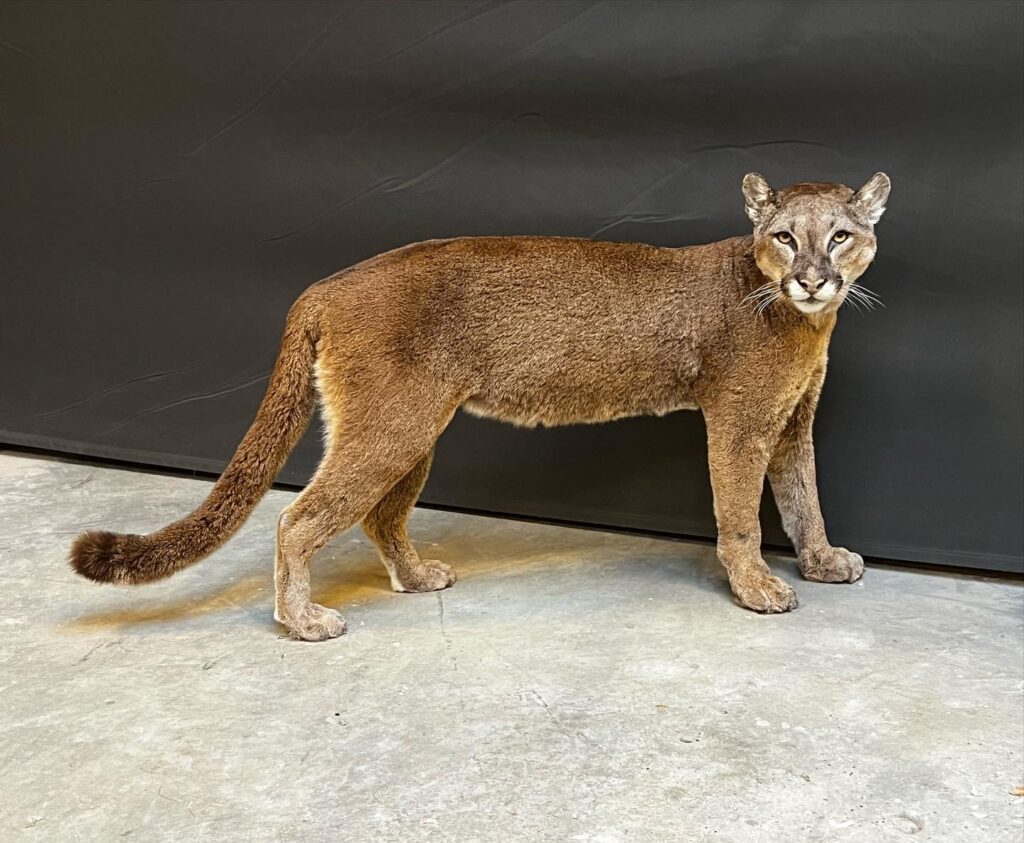 full-body-cougar-taxidermy-mount-standing-pose-fella-furs