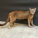 Cougar Taxidermy Mount